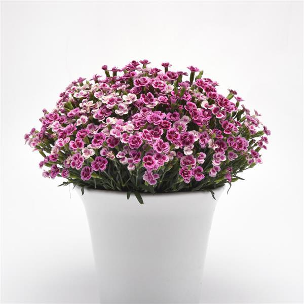 Dianthus Pink Kisses<sup>®</sup> Container