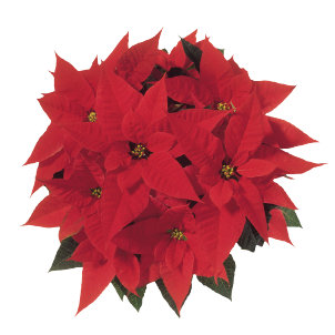 Poinsettias